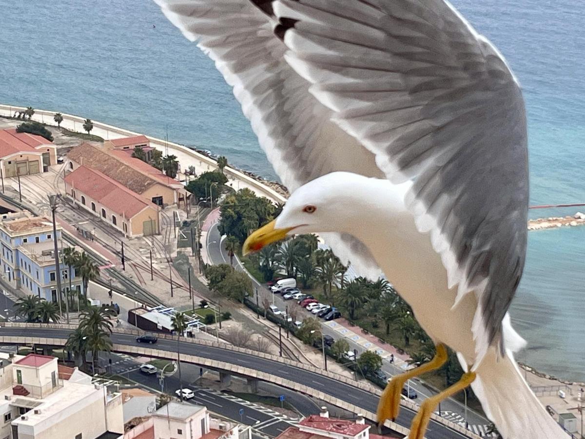 Puro Alicante 5